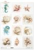 Muszle, małże, ślimak, perła, plaża, ocean, natura, akwarela, konik morski, meduza, jeżowiec, krab, rozgwiazda, fauna*Sea shells, clams, snail, pearl, beach, ocean, nature, watercolor, seahorse, jellyfish, sea urchin, crab, starfish, fauna